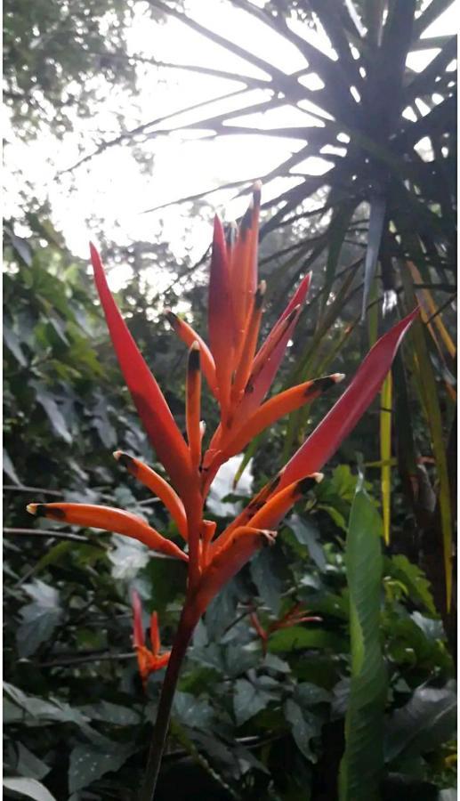Jardin De Naipi 3 Lejlighed Puerto Iguazú Eksteriør billede