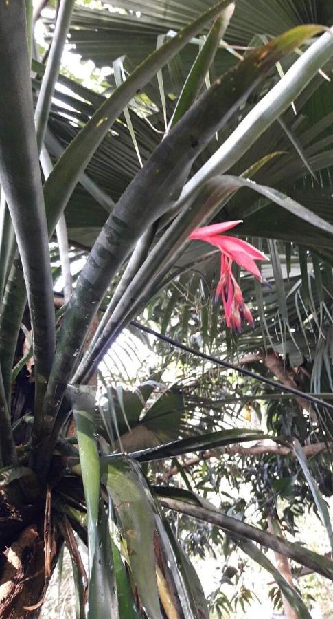 Jardin De Naipi 3 Lejlighed Puerto Iguazú Eksteriør billede