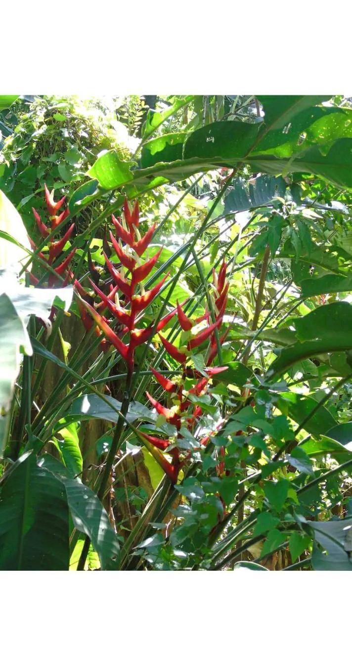 Jardin De Naipi 3 Lejlighed Puerto Iguazú Værelse billede